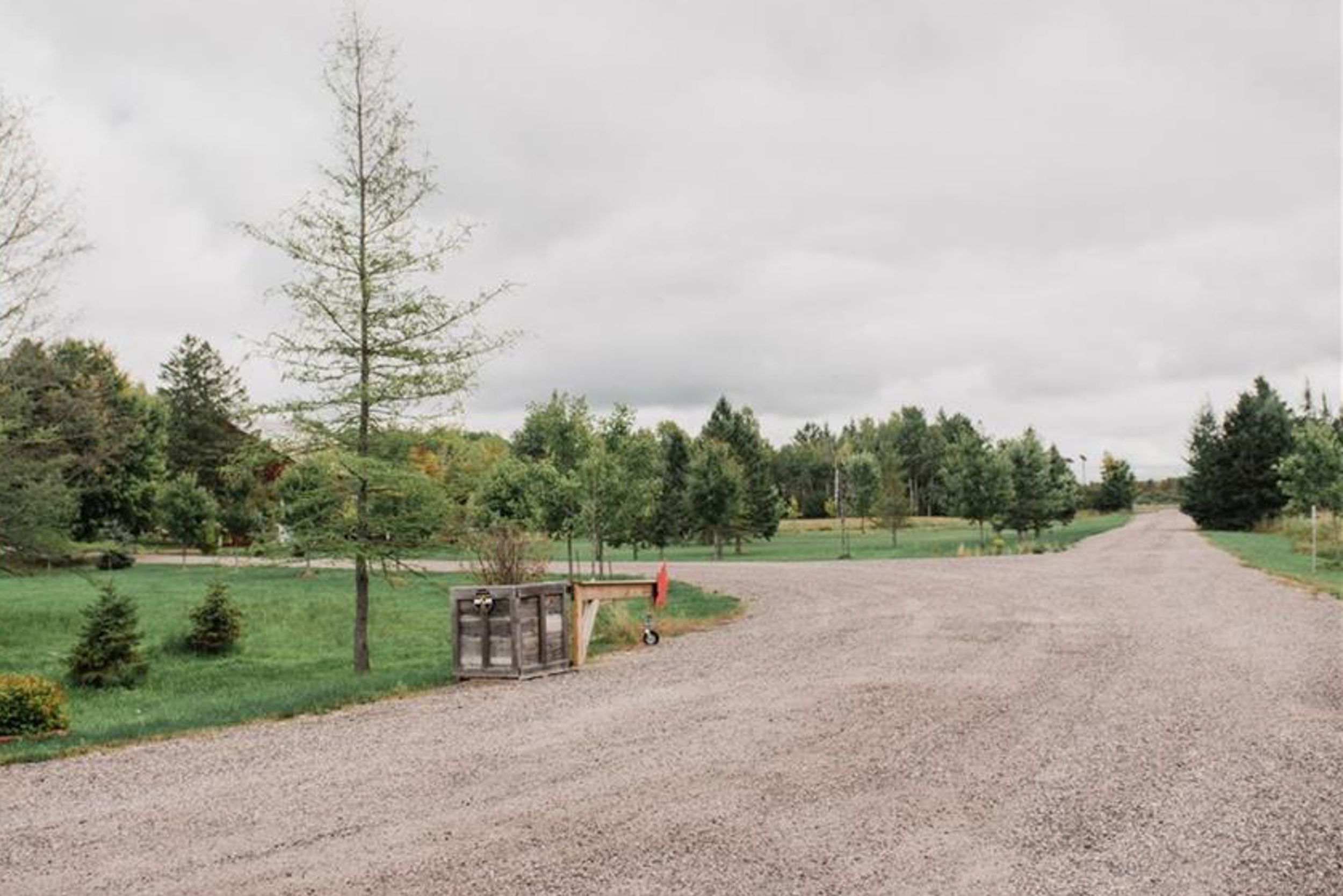 Gravel country road lined with young trees and rustic mailboxes.