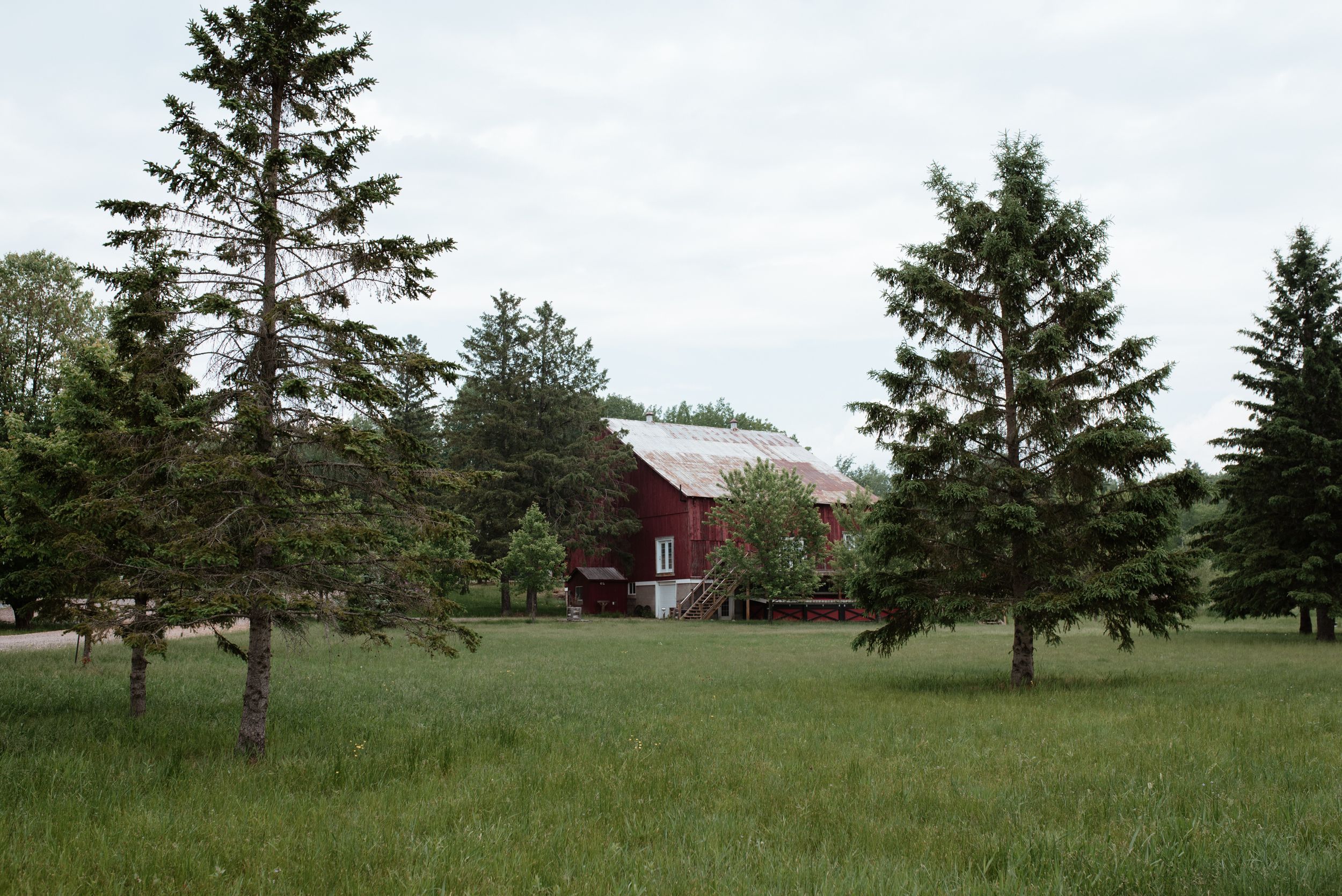 Red barn building framed by tall evergreen trees in a grassy field.