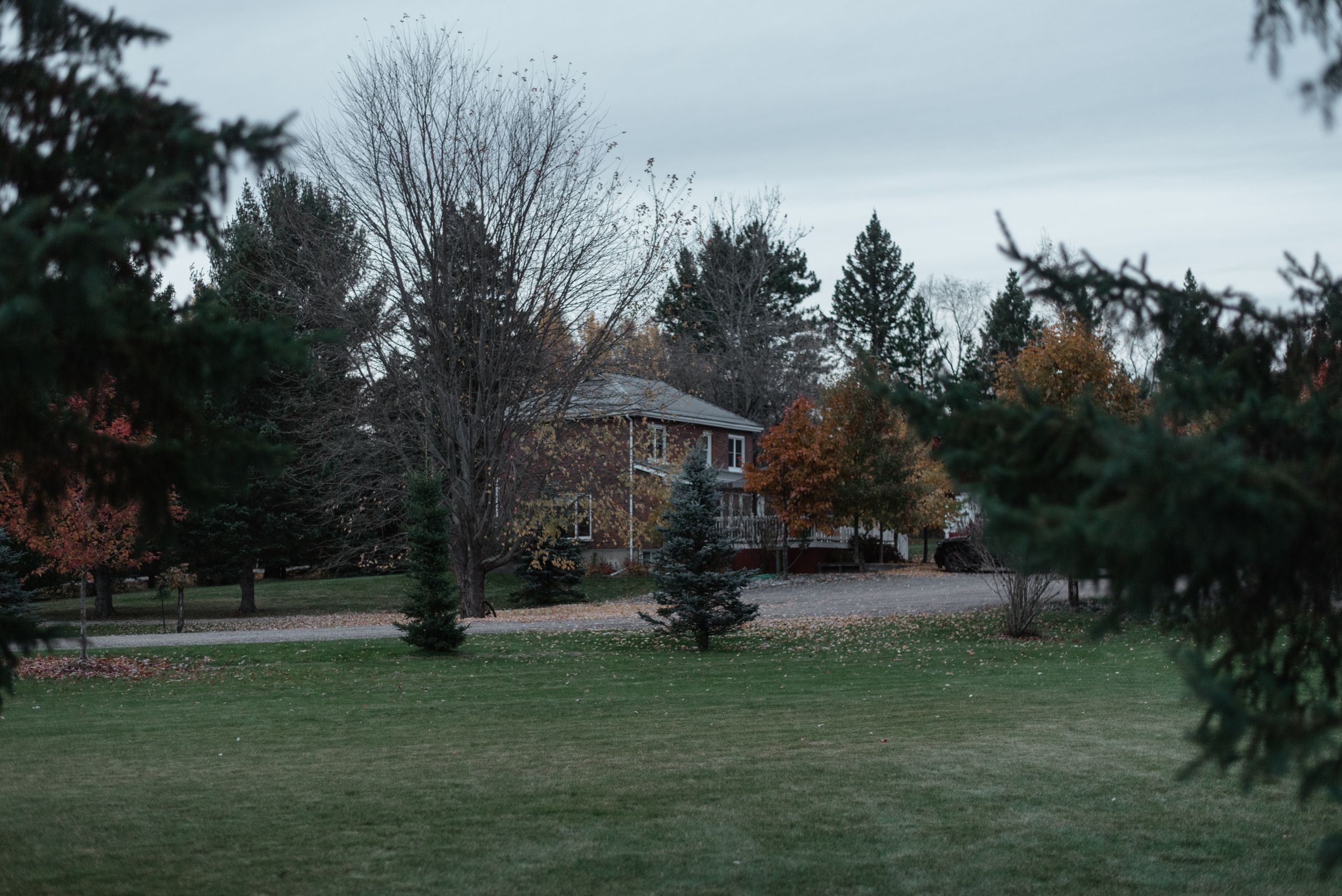 A country home nestled among tall pine trees with expansive grounds on a cloudy fall afternoon.
