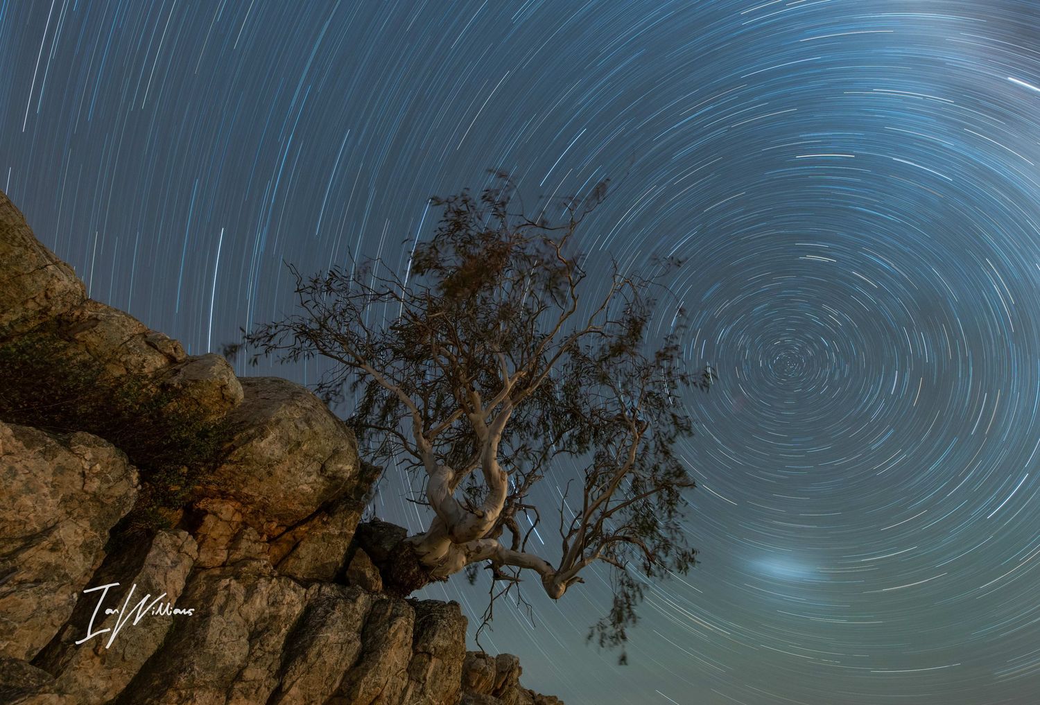 Snow gum star trails
