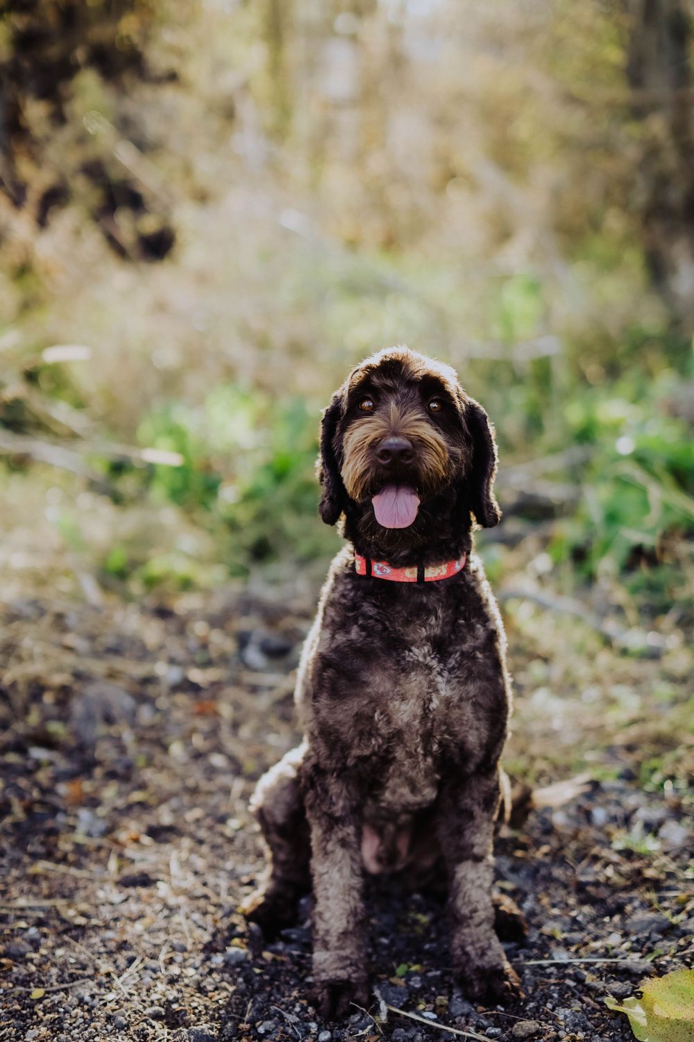 A happy brown doodle dog sits on a trail with a big smile.