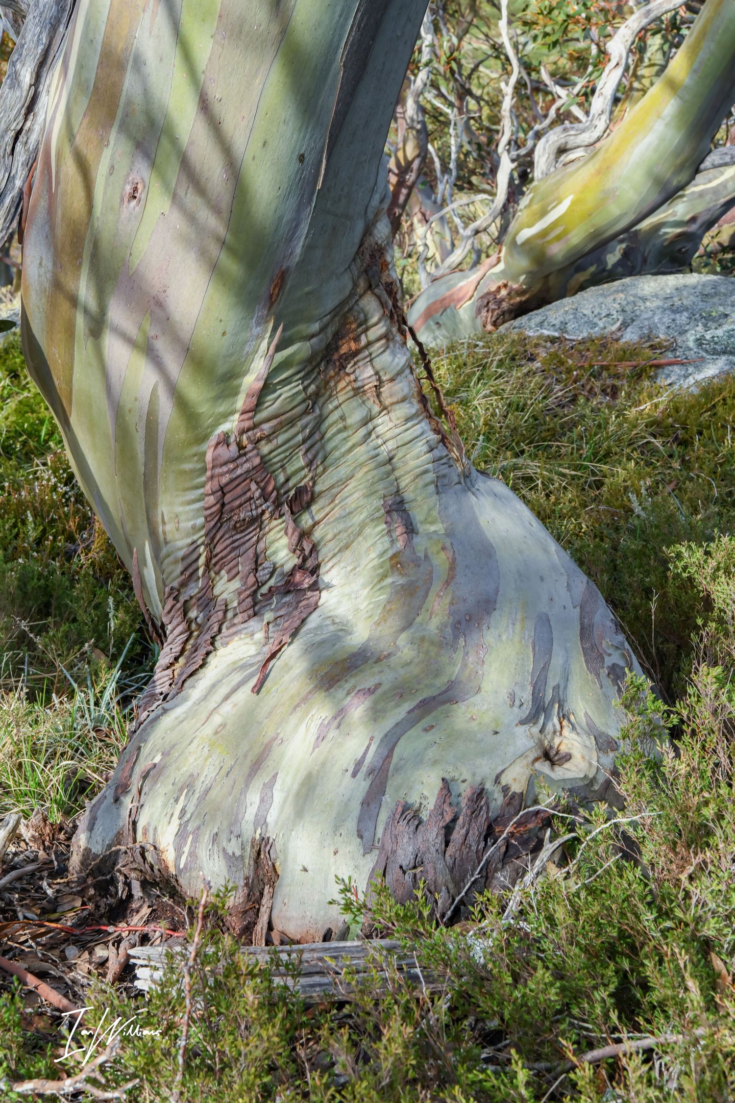 Snow gum