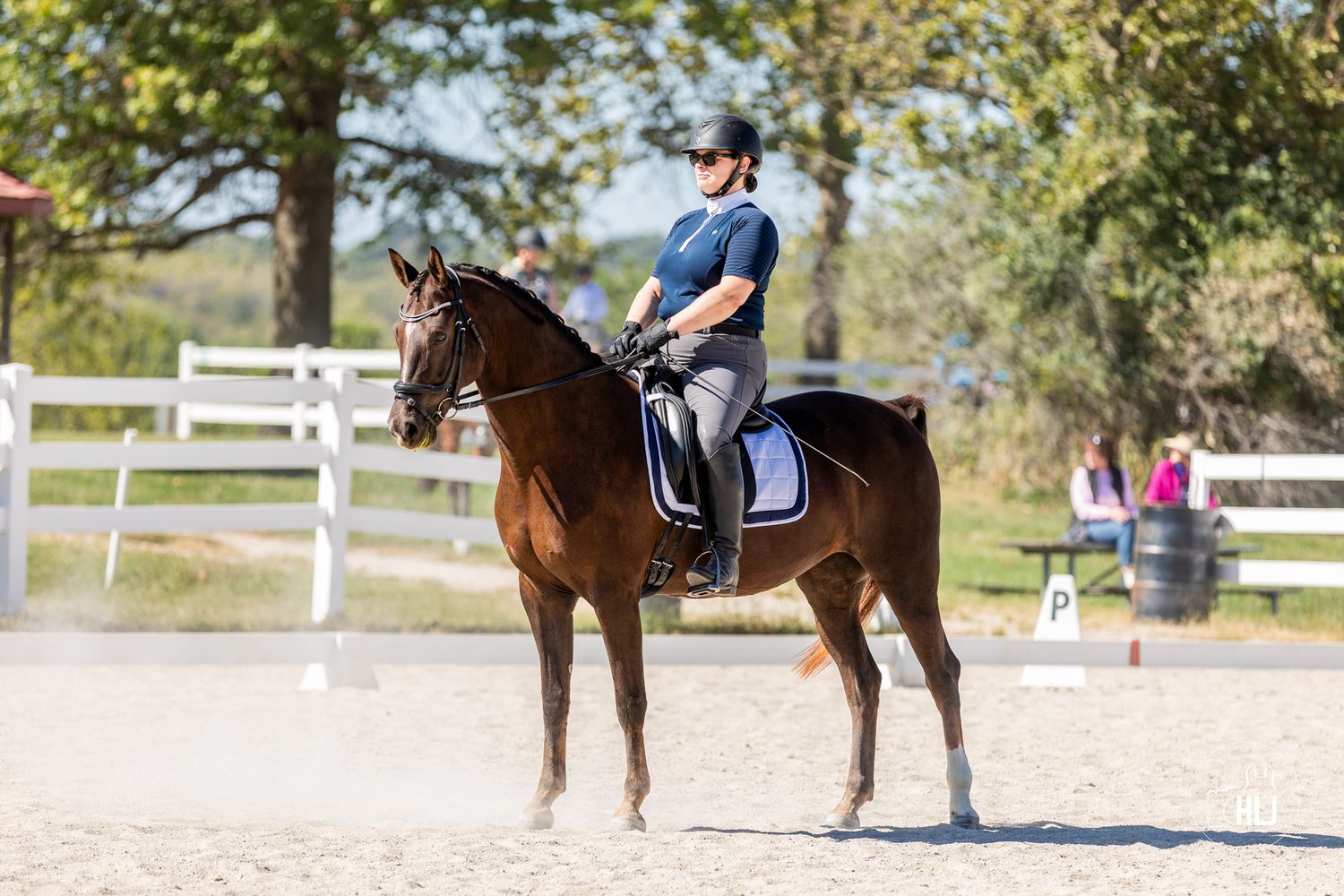 Bay horse and rider in blue shirt standing in outdoor arena with white fencing.