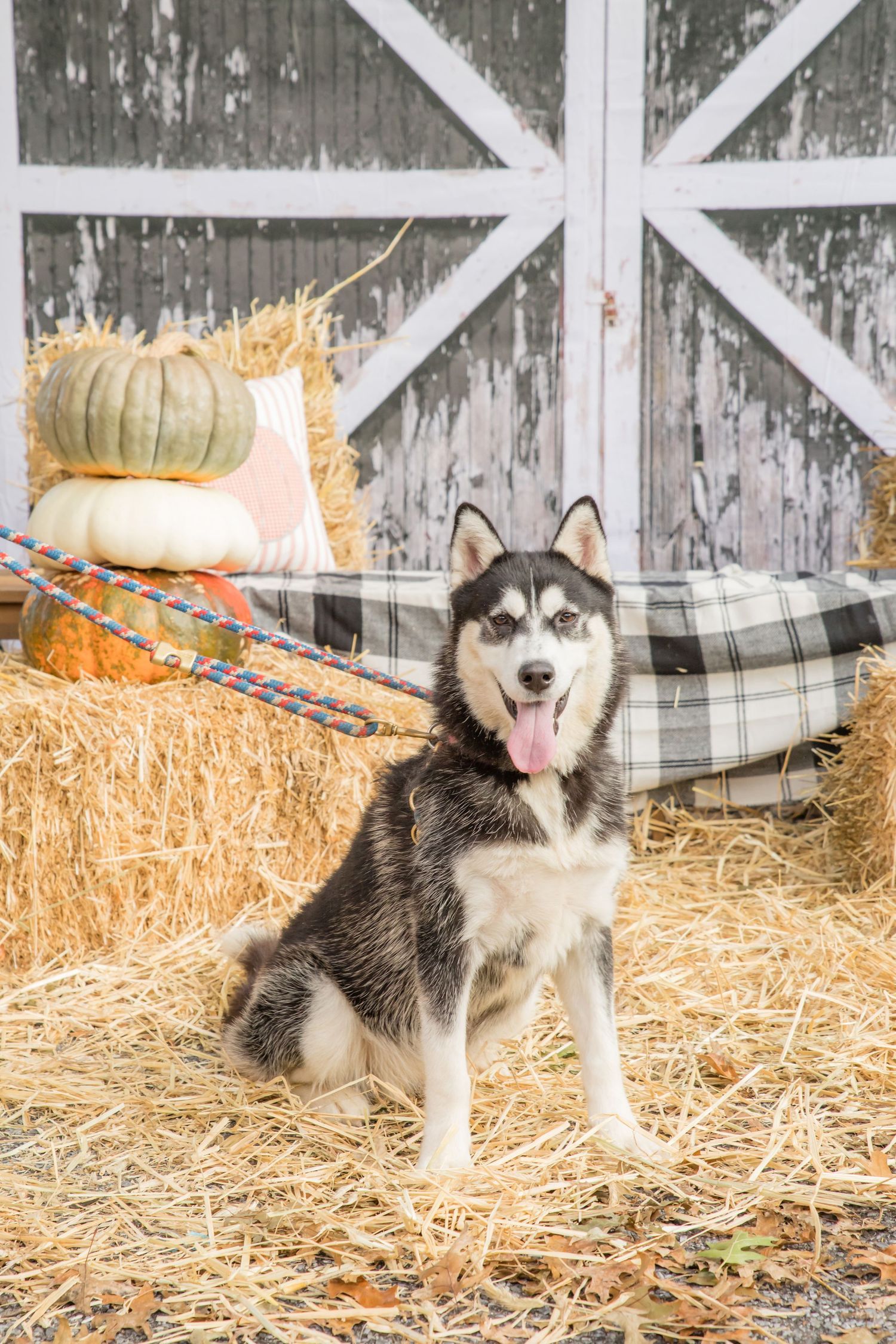 a huskey dog sitting and looking at camera in front of black barn door with fall decorations and hay in new jersey