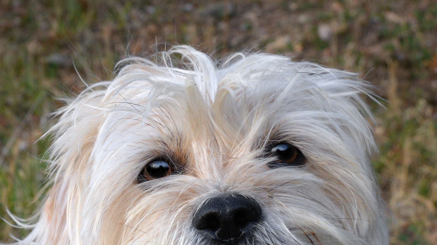 Close-up of white fluffy dog's face with scruffy fur.