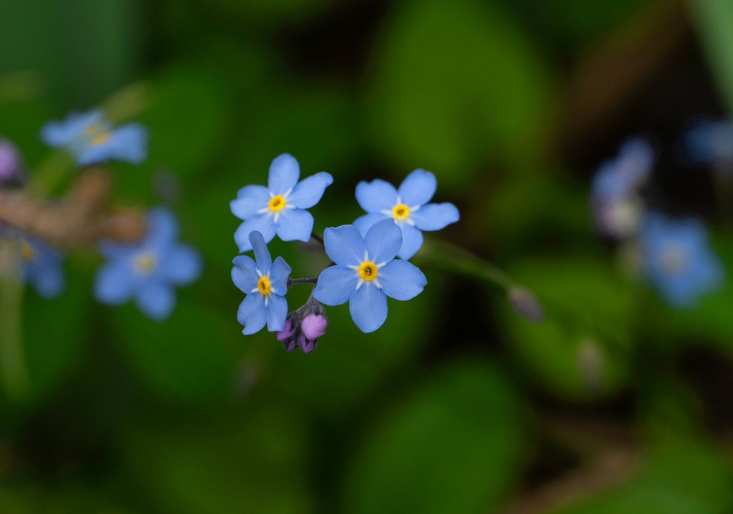 Forget me not flowers