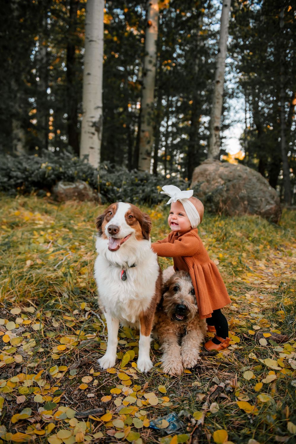 Dogs and child playing together among fallen autumn leaves in an aspen grove.