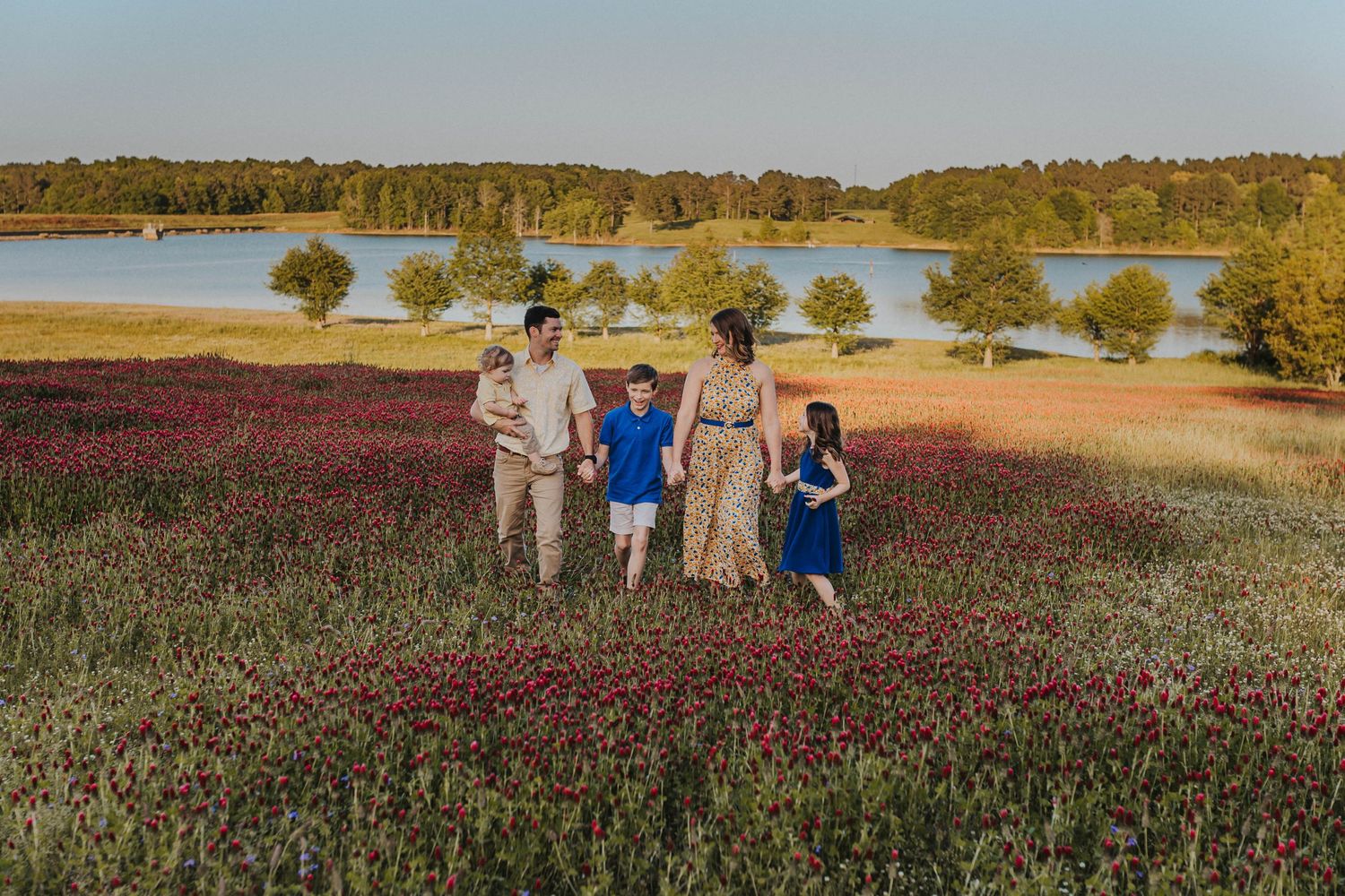 A panoramic view of a vast crimson clover field at sunset with trees in the distance.