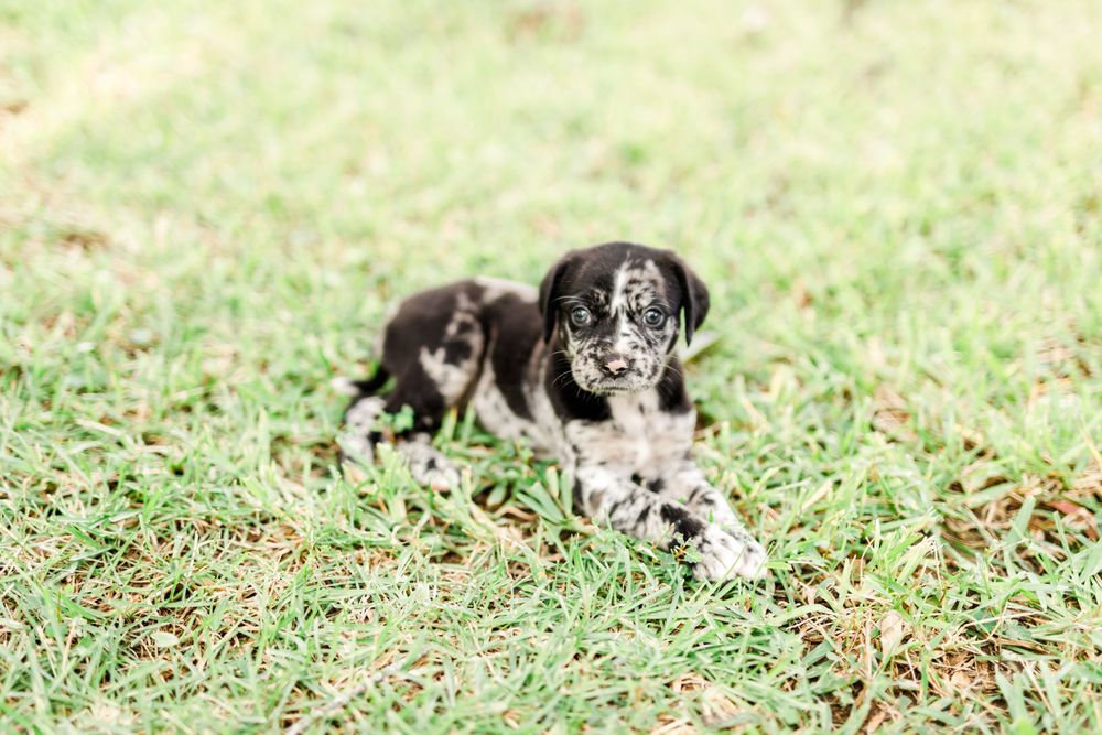 Introducing a new companion