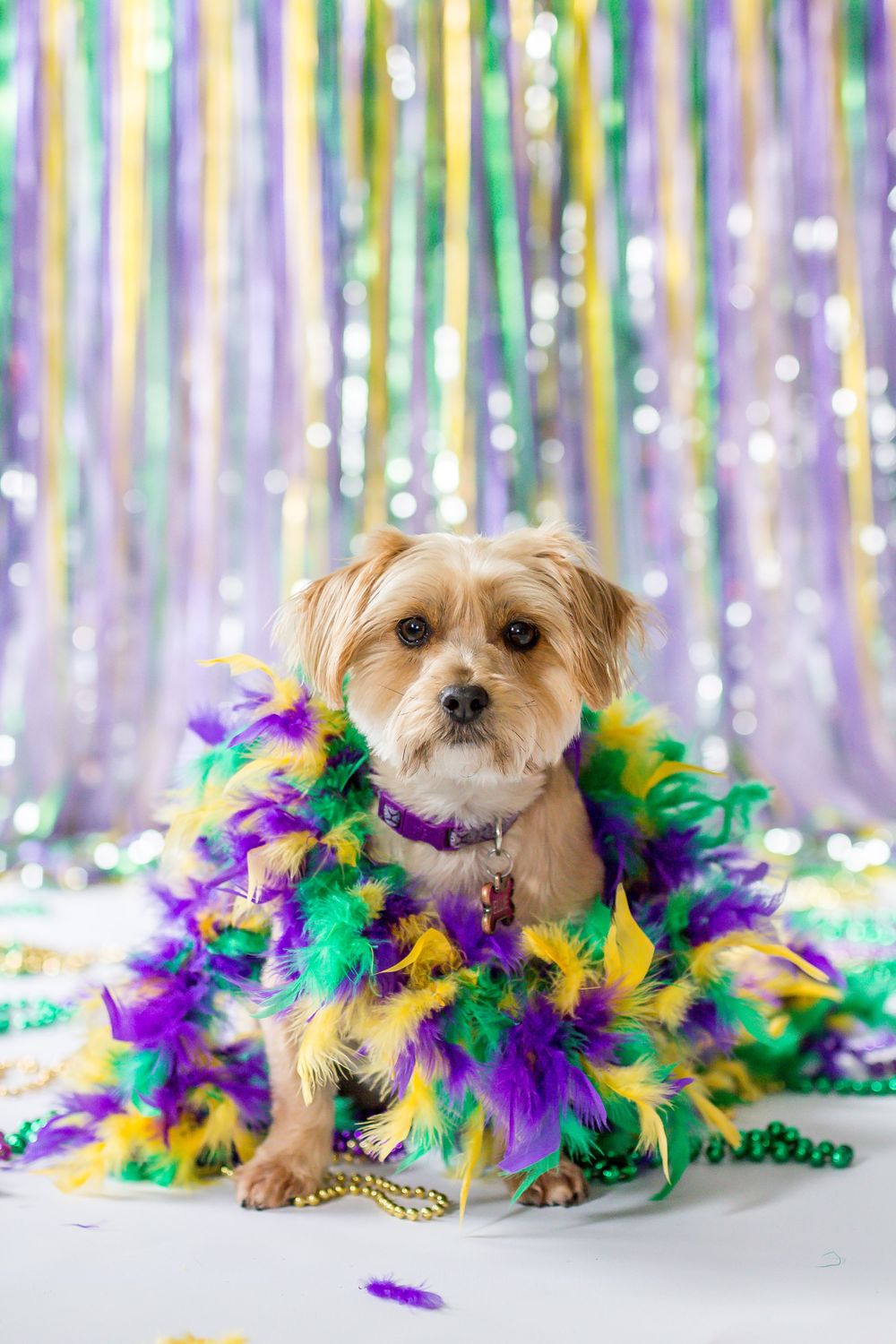 Pet photography of Ellie