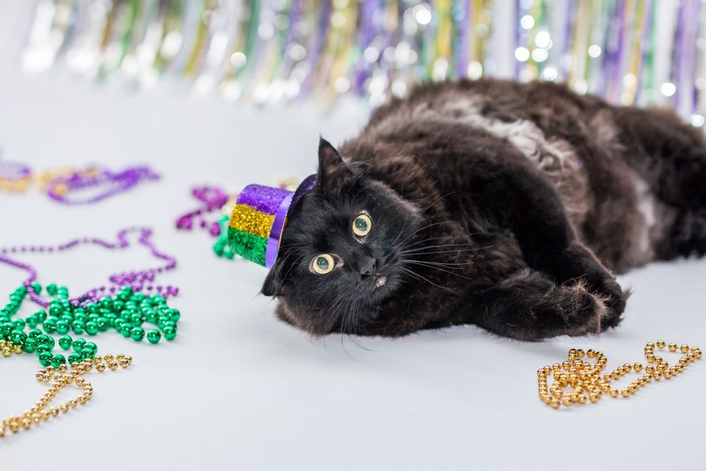 Mr. Kittys photography session