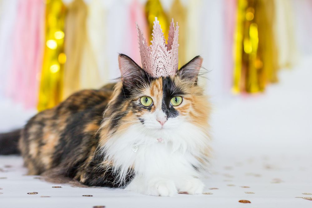 Pet photography of sweet Olive