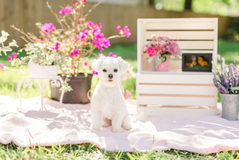 Pet photography of Lucy