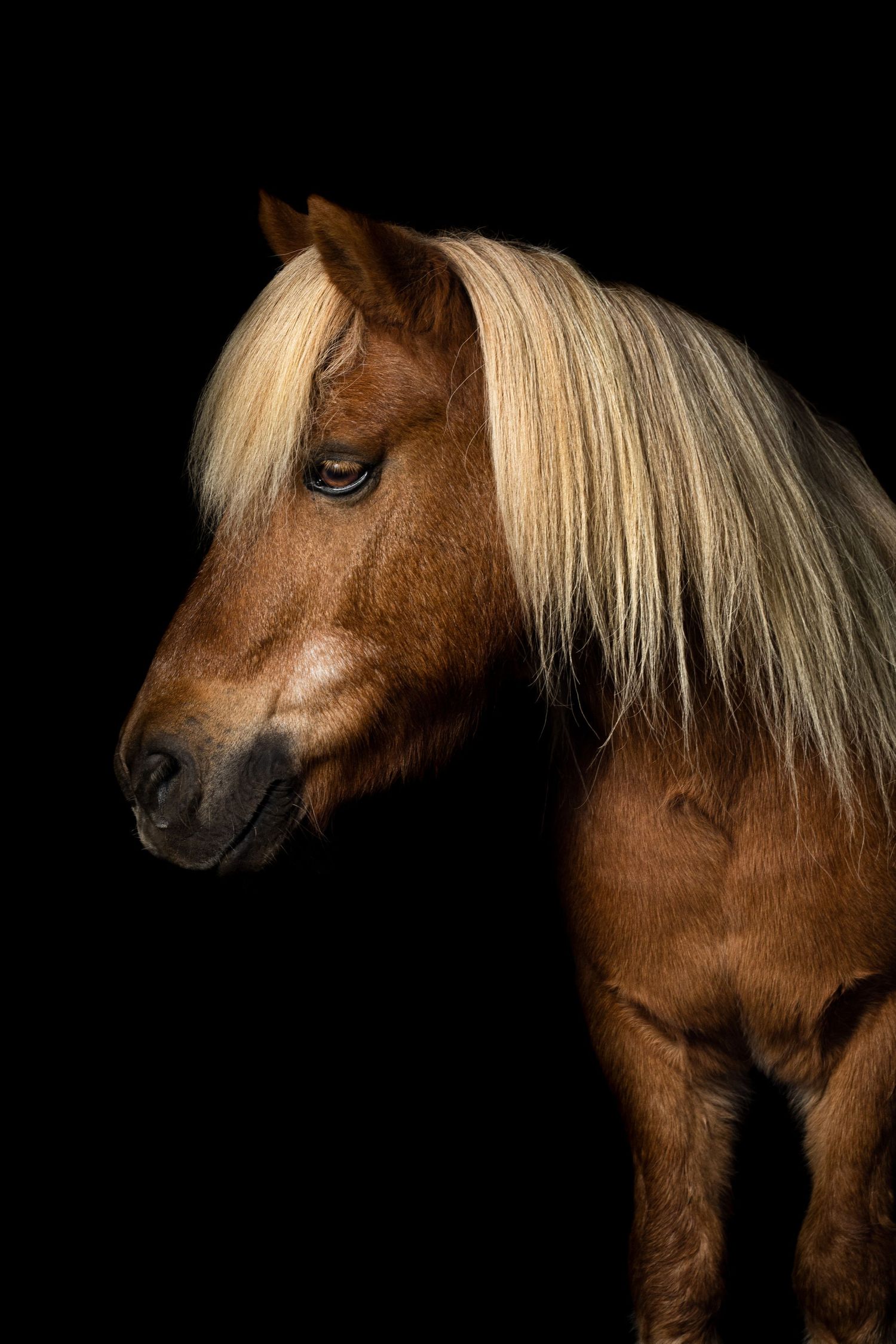 Anne Waarts Fotografie, Portet, Waalwijk, portretfotograaf, fotograaf, hondenfotografie paardenfotografie, shetlander