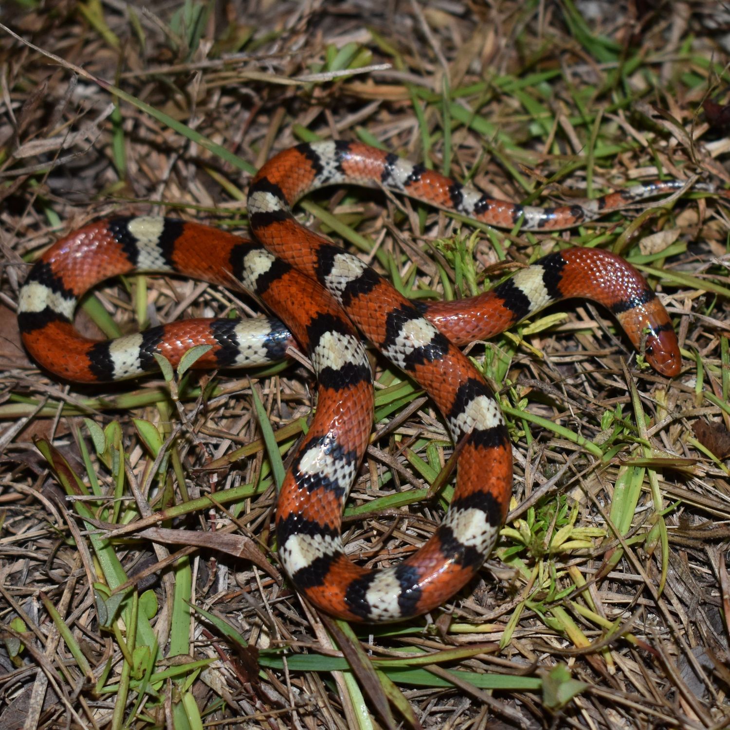 Gone herping