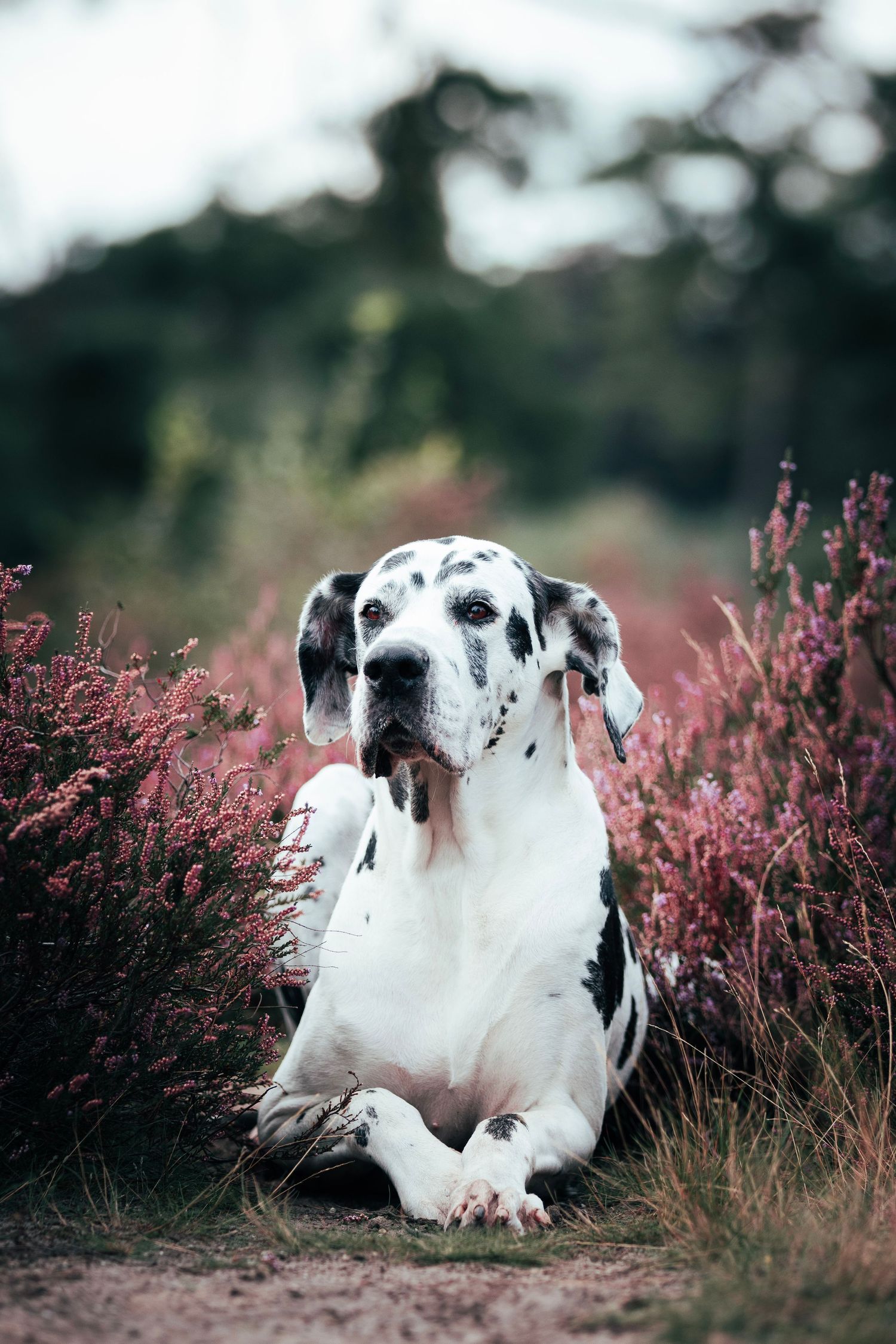 Honden portret fotoshoot