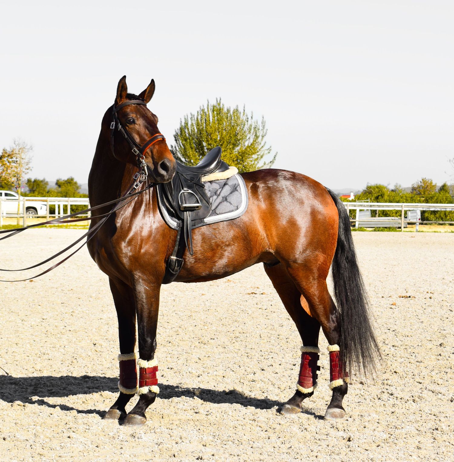 cavalo em pose, durante a feira do cavalo, na golegã, novembro 2023