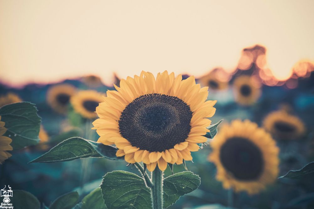 Sunflower