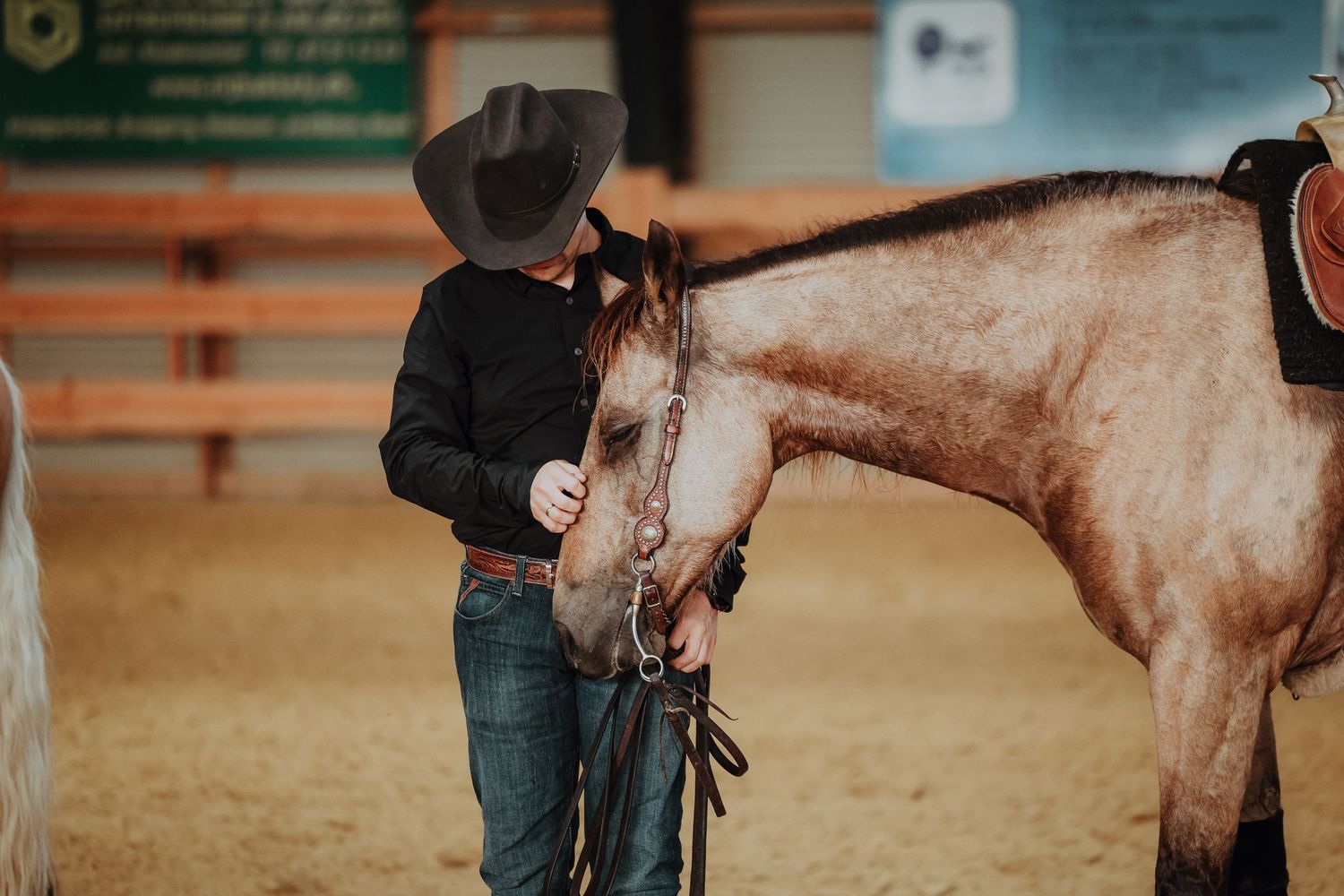 A quarter horse being handled in an indoor riding arena setting.