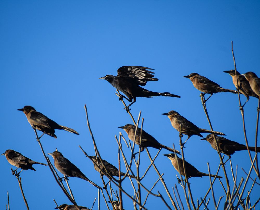 Silhouettes of blackbirds perched on branches against bright blue sky.