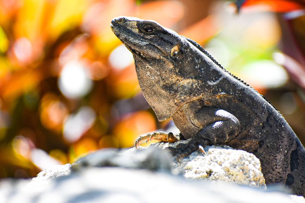 Close-up of a black iguana basking in sunlight with colorful blurred background.
