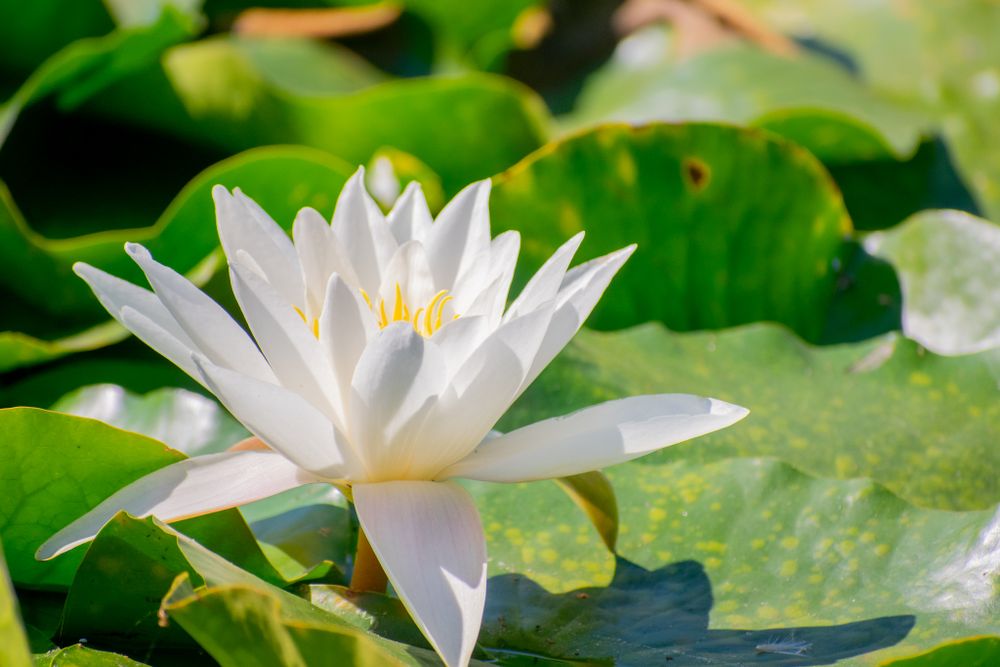 A beautiful white water lily flower blooms among green lily pads in a pond.