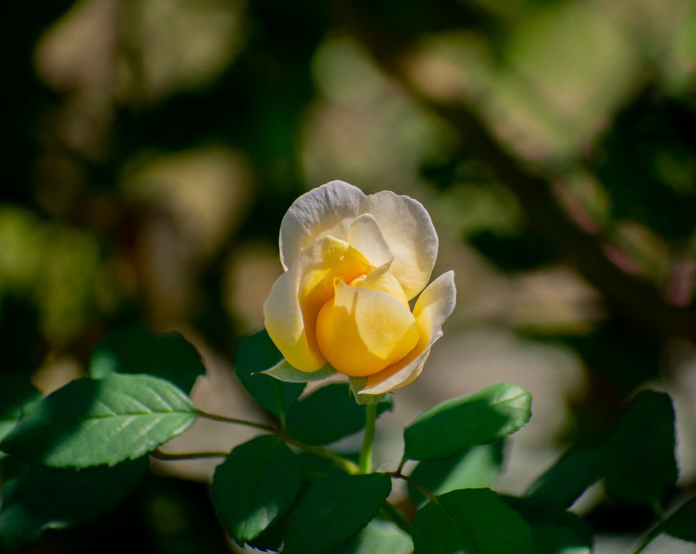 A delicate yellow rose with soft petals unfurls against a blurred green background.