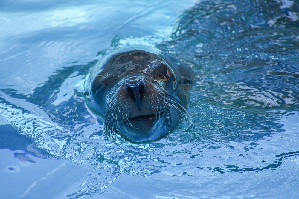 Close-up of a playful seal's face emerging from crystal blue water with a happy expression.