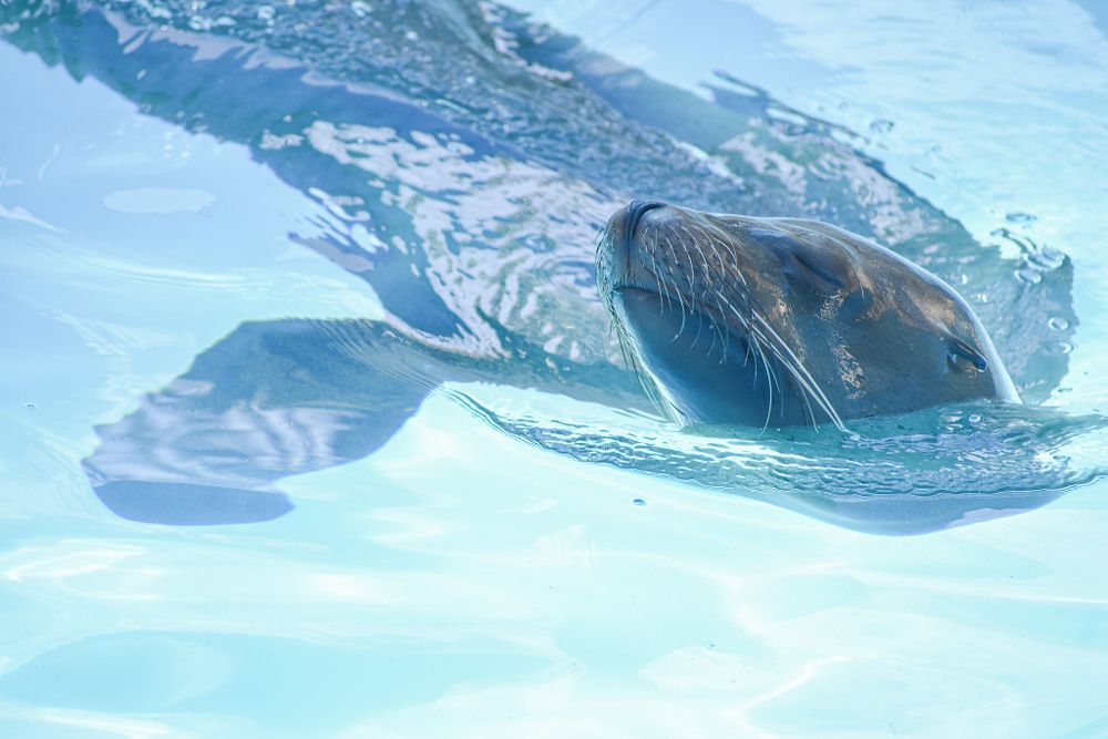 A seal swims gracefully underwater, creating ripples in the blue pool.