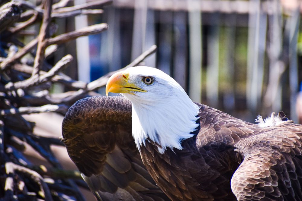 A majestic bald eagle with white head and brown feathers perches among branches.