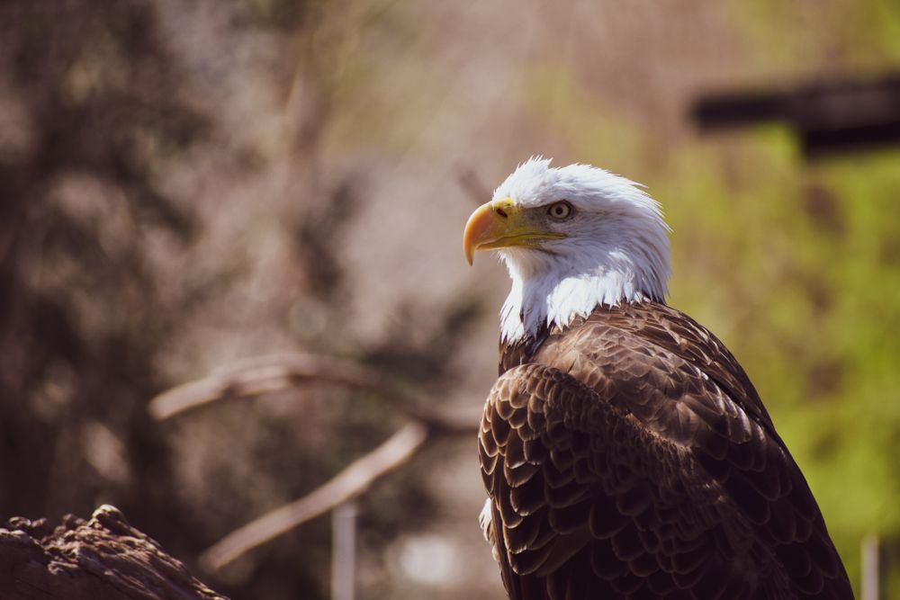 Profile view of a bald eagle with distinctive white head against a natural background.