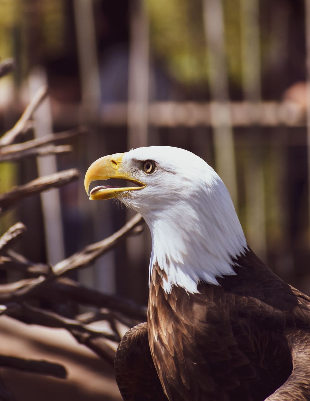 Close-up portrait of a bald eagle showing its sharp yellow beak and fierce expression.