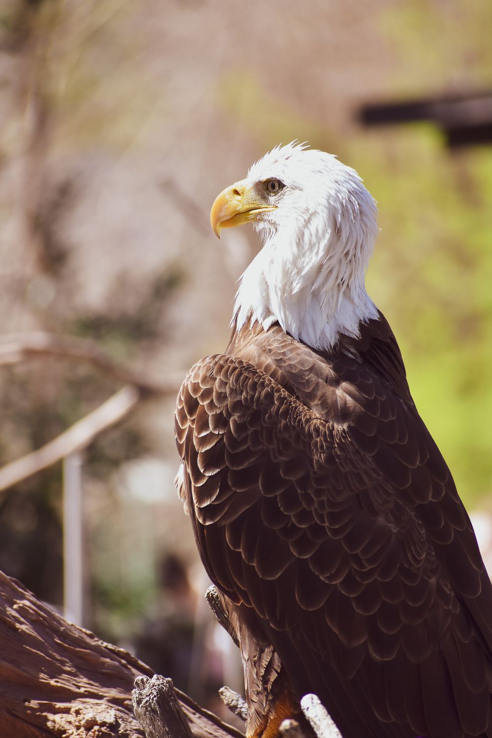 Regal bald eagle with detailed feathers perched on a branch displaying its profile.