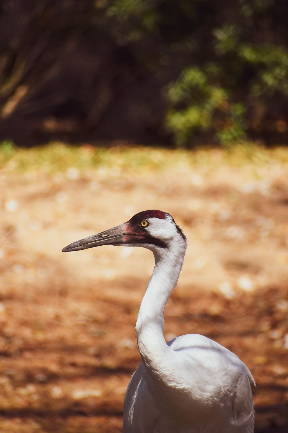 Portrait of a whooping crane with its distinctive long neck and black-tipped beak.