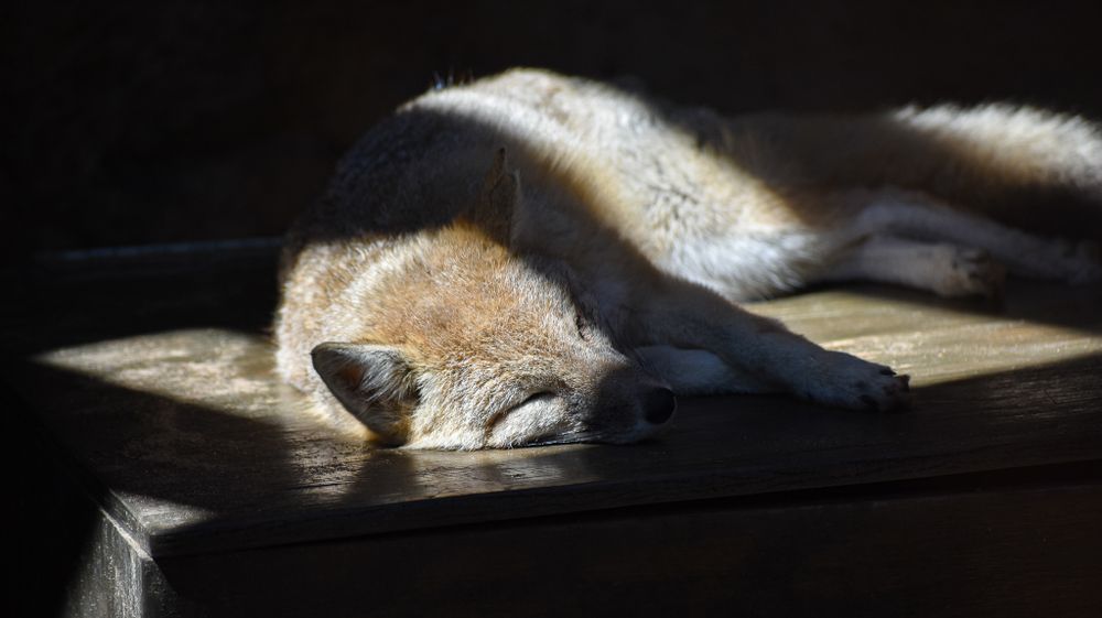 A sleeping fox bathed in dramatic sunlight and shadows.