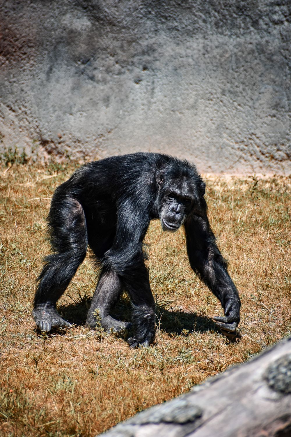 Black chimpanzee walking on grass against a textured gray wall.