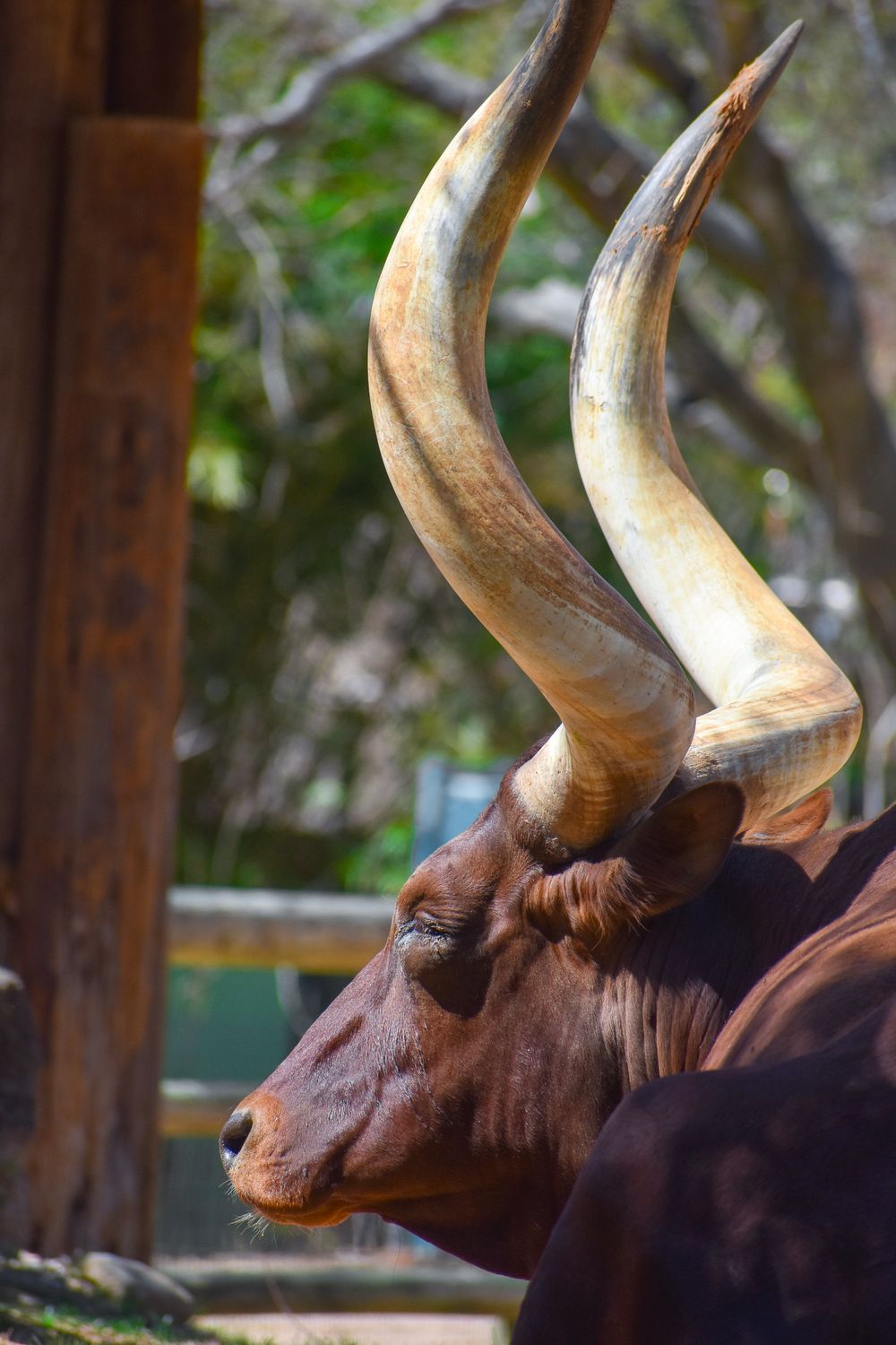 Close up profile of a long-horned antelope showing its impressive curved horns.