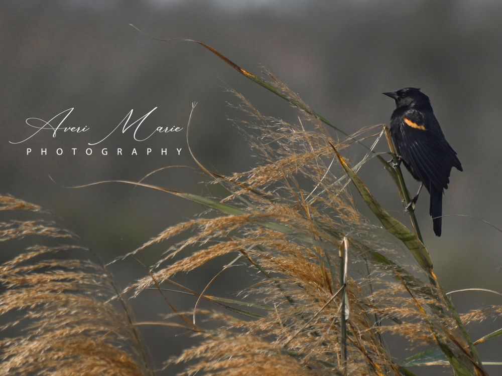 A red-winged blackbird perches on golden ornamental grass against a blurred background.