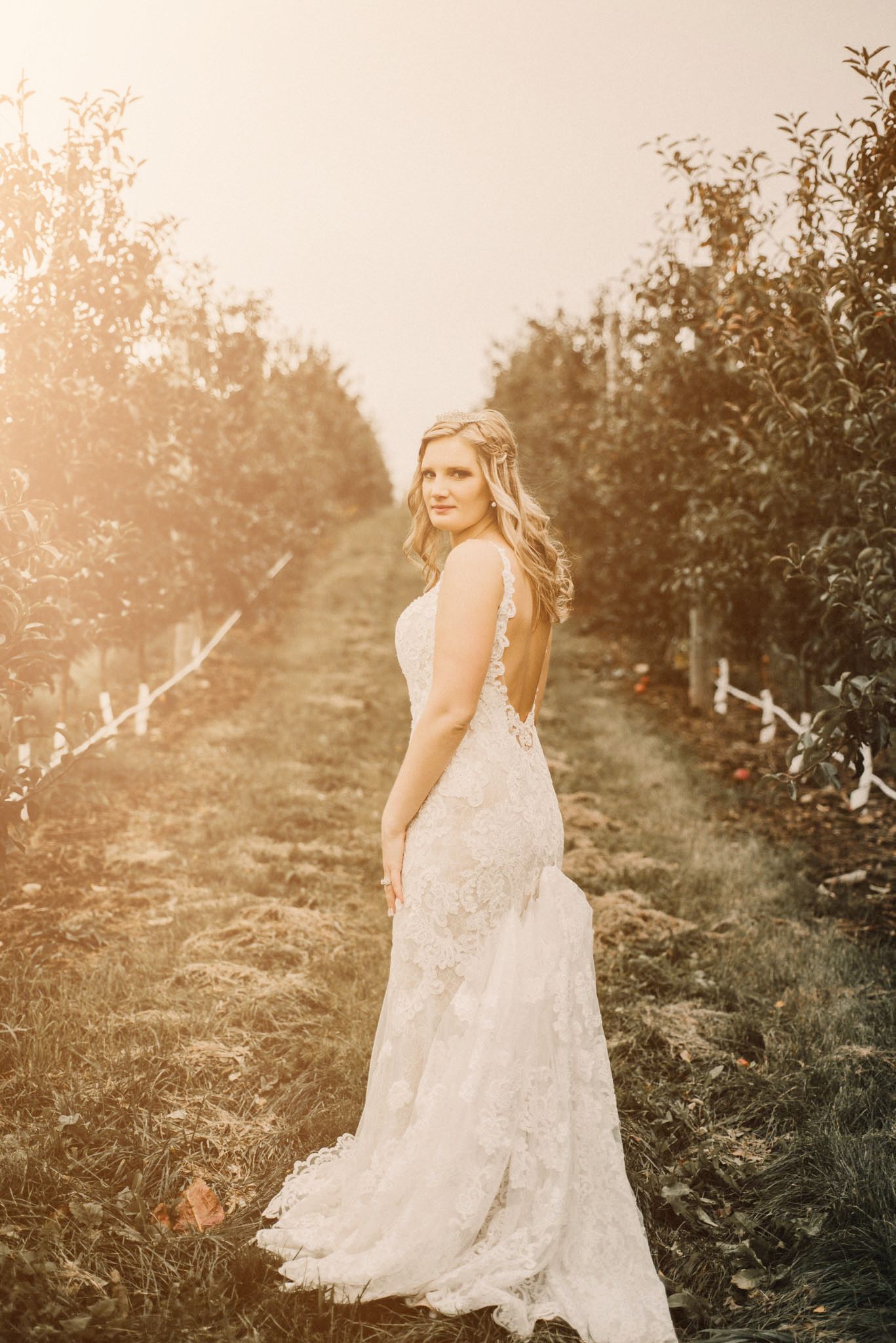 Bride in lace gown poses in orchard at sunset with glowing golden light.