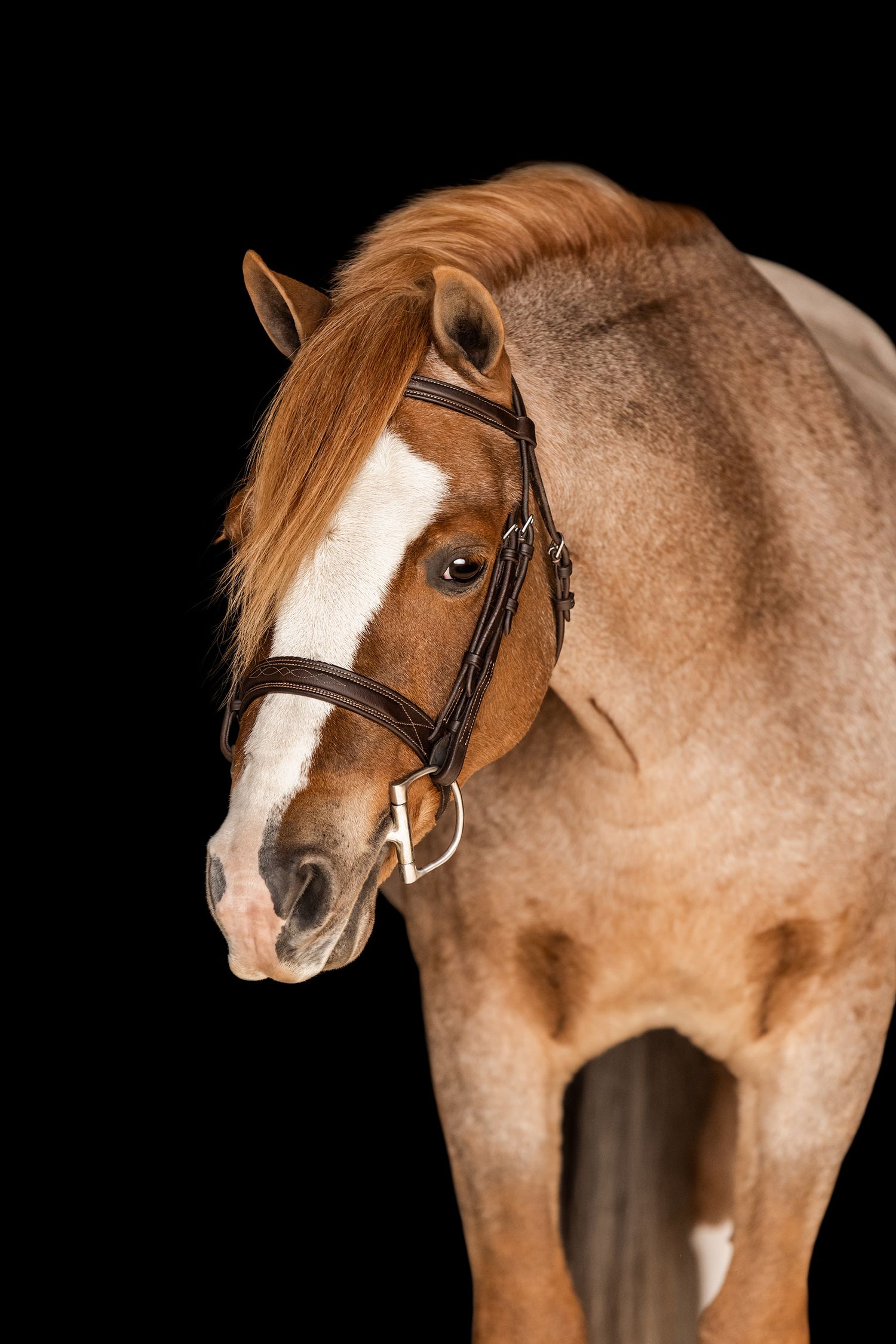 Roan pony black background headshot