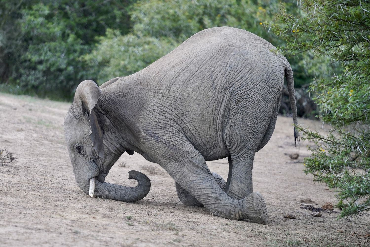 Young elephant calf playing with its curled trunk in dusty terrain.
