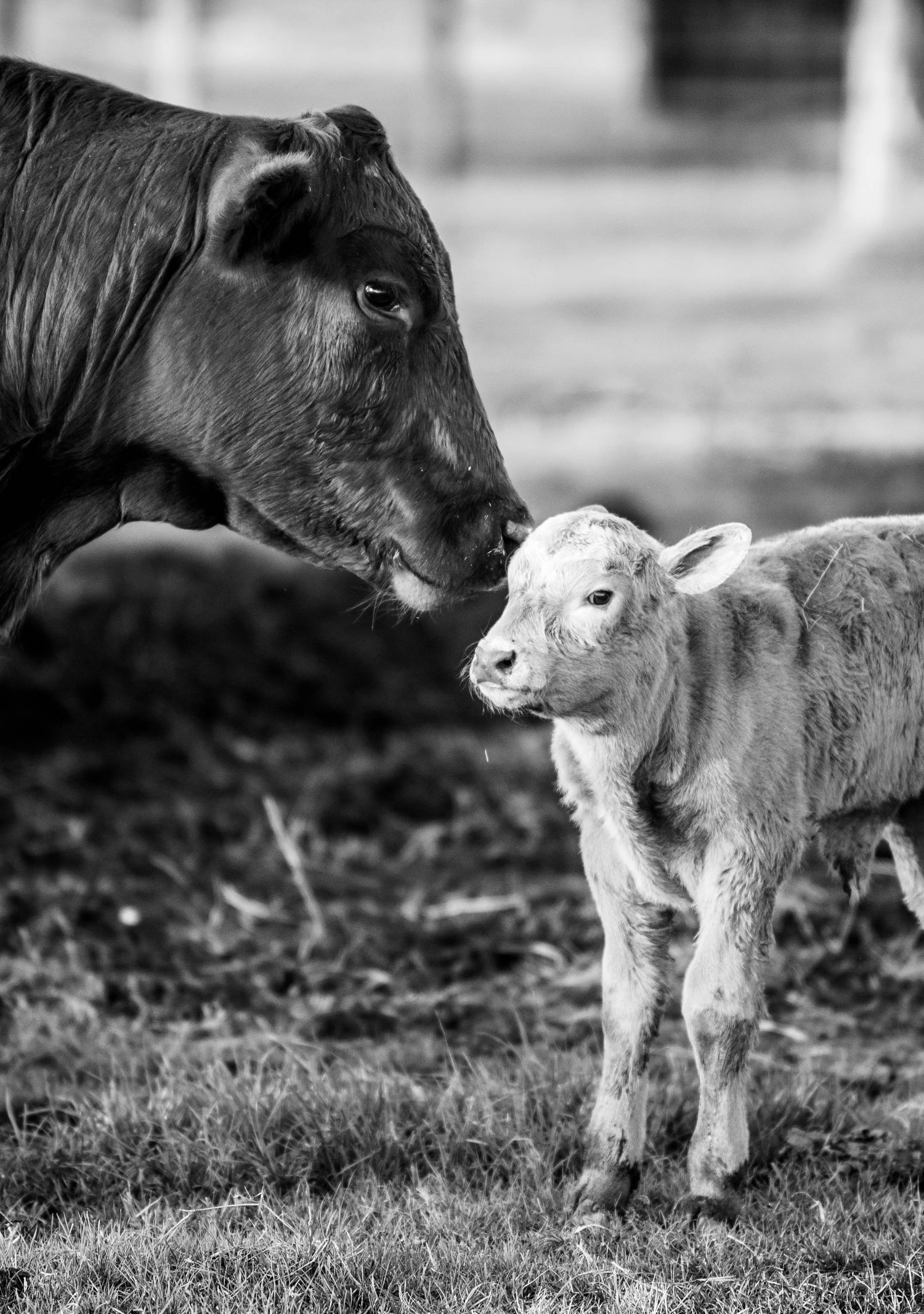 Black and white photo of a mother cow nuzzling her young white calf in a farm field.