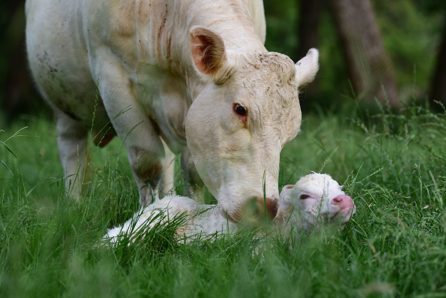 A white cow tenderly nuzzles her newborn white calf lying in lush green grass.