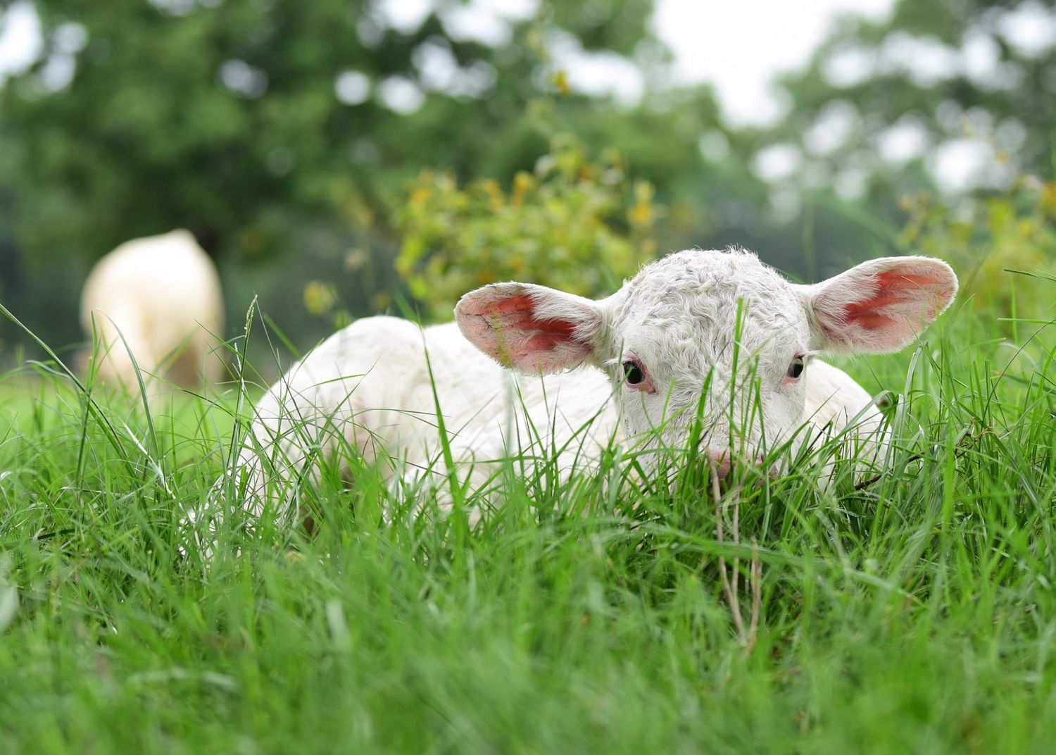 Adorable white baby calf resting peacefully in lush green grass in a sunny meadow.