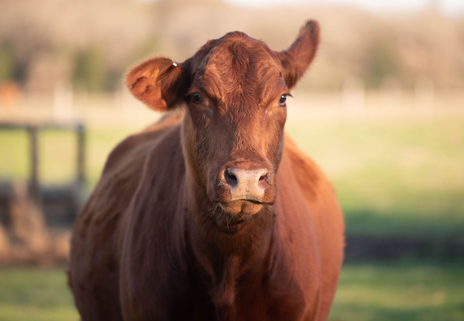 Close-up portrait of a brown Angus cow standing in a green pasture on a sunny day.