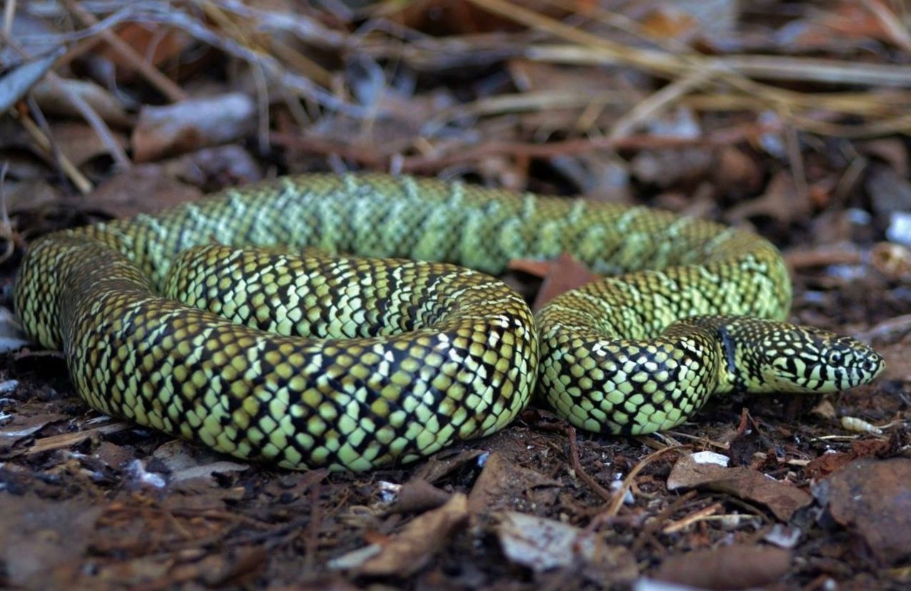 Gone herping