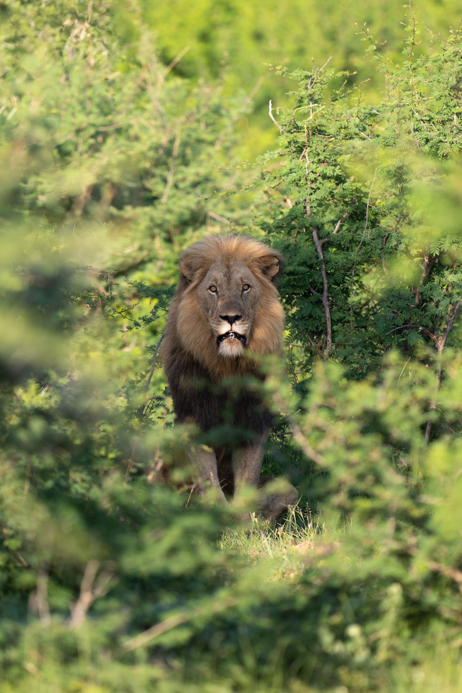 Male lion with dark mane peers through green foliage in wild.