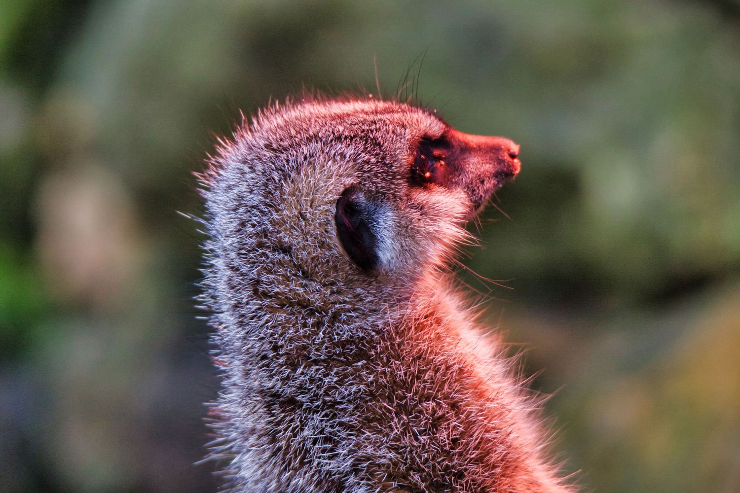 Meerkat at Sunset
