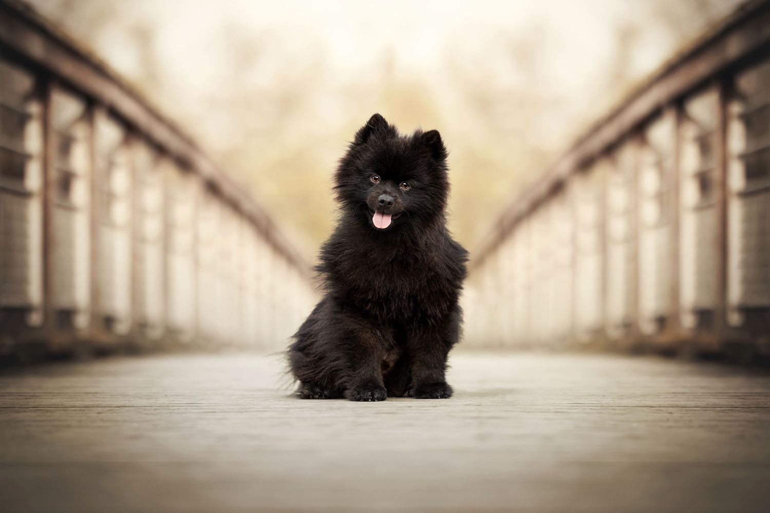 Black Pomeranian puppy sitting centered on symmetrical bridge walkway.
