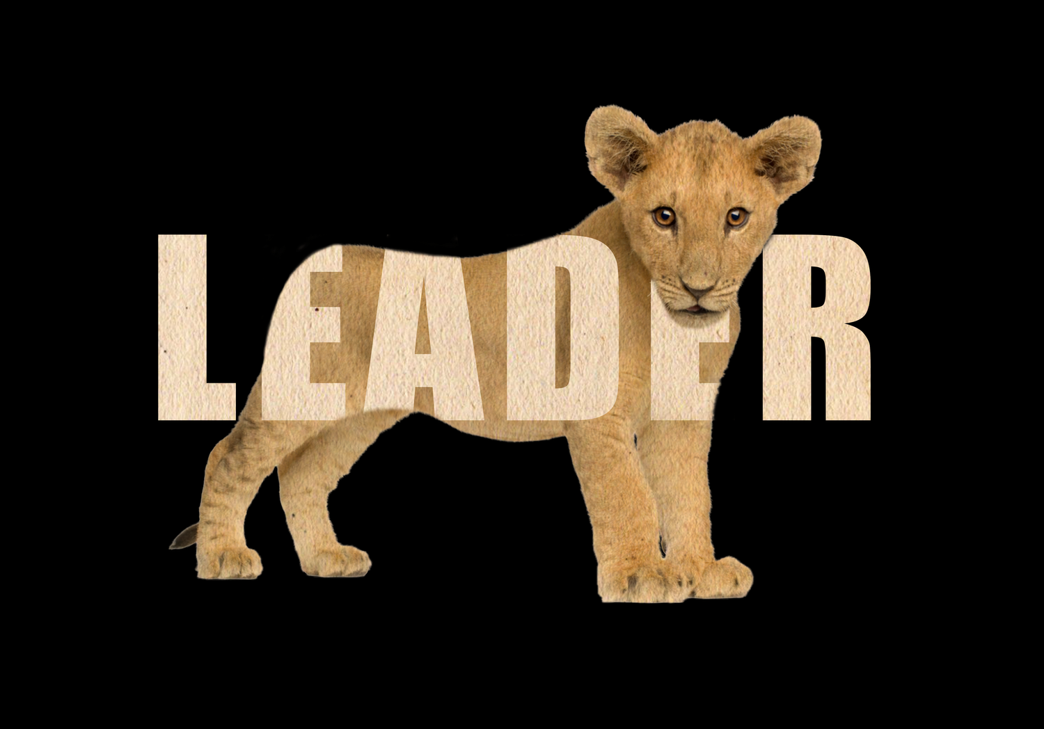 Stylized lion face logo design broken into segments against black background.
